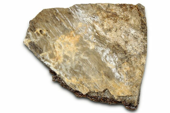 Fossil Tyrannosaur (T rex) Bone Section - Wyoming #328675